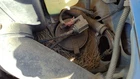 1992-1993 Buick Lesabre Fuel Vapor Canister Oem Charcoal Housing 17092133 Used. Price: $106.88.
